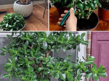 A jade plant with glossy green leaves and a pair of pruning shears nearby.