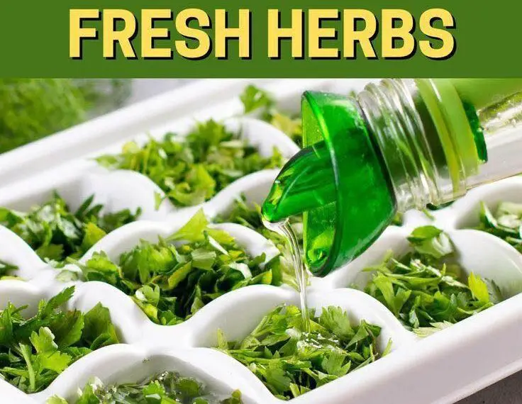 A kitchen counter with various fresh herbs, ice cube trays, and containers ready for freezing.