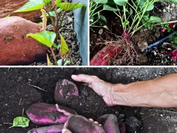 A garden bed with healthy sweet potato plants, showing rich green leaves and ample space between plants.