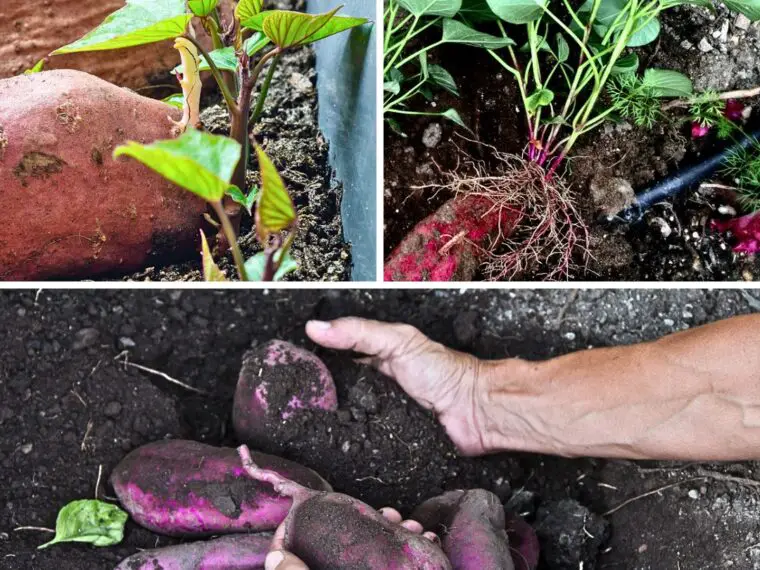 A garden bed with healthy sweet potato plants, showing rich green leaves and ample space between plants.