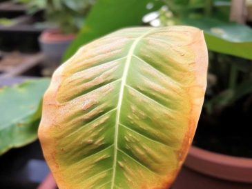 Close-up of a plant leaf with brown tips and green foliage in the background.