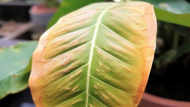 Close-up of a plant leaf with brown tips and green foliage in the background.