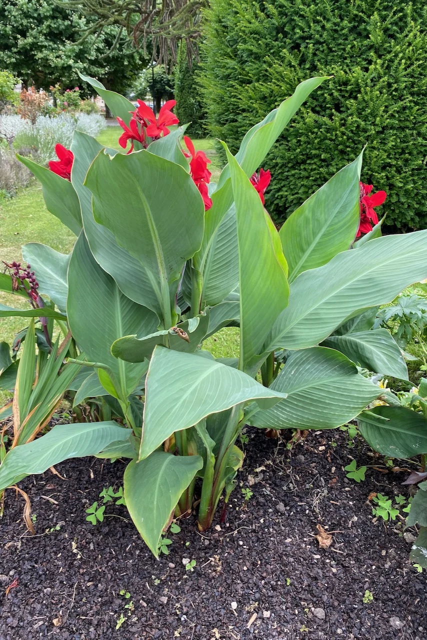 Bare soil beneath a plant