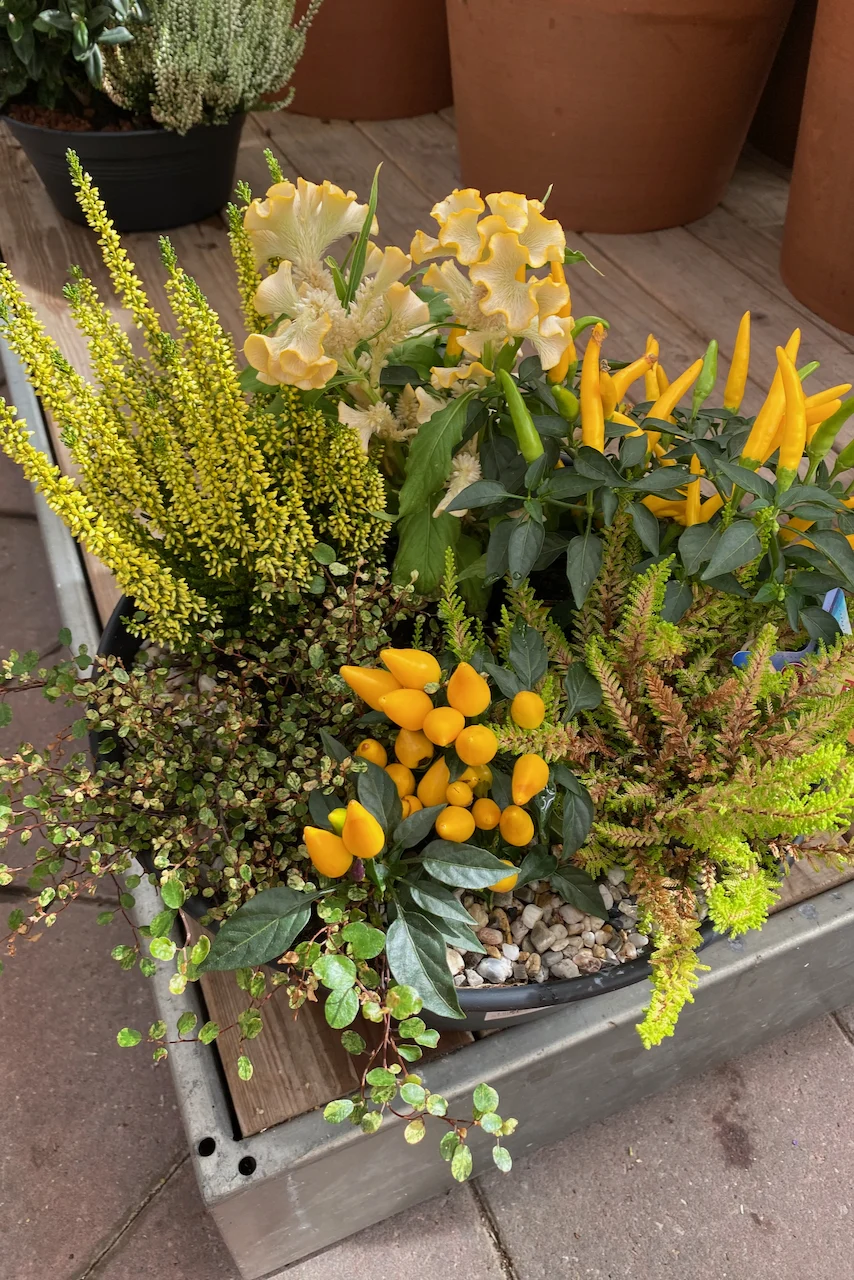 Ornamental display in a retail garden center