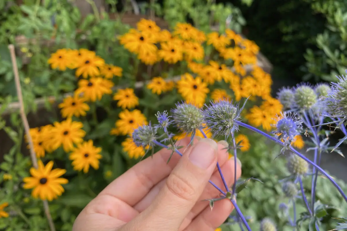 woman's hand holding sea holly