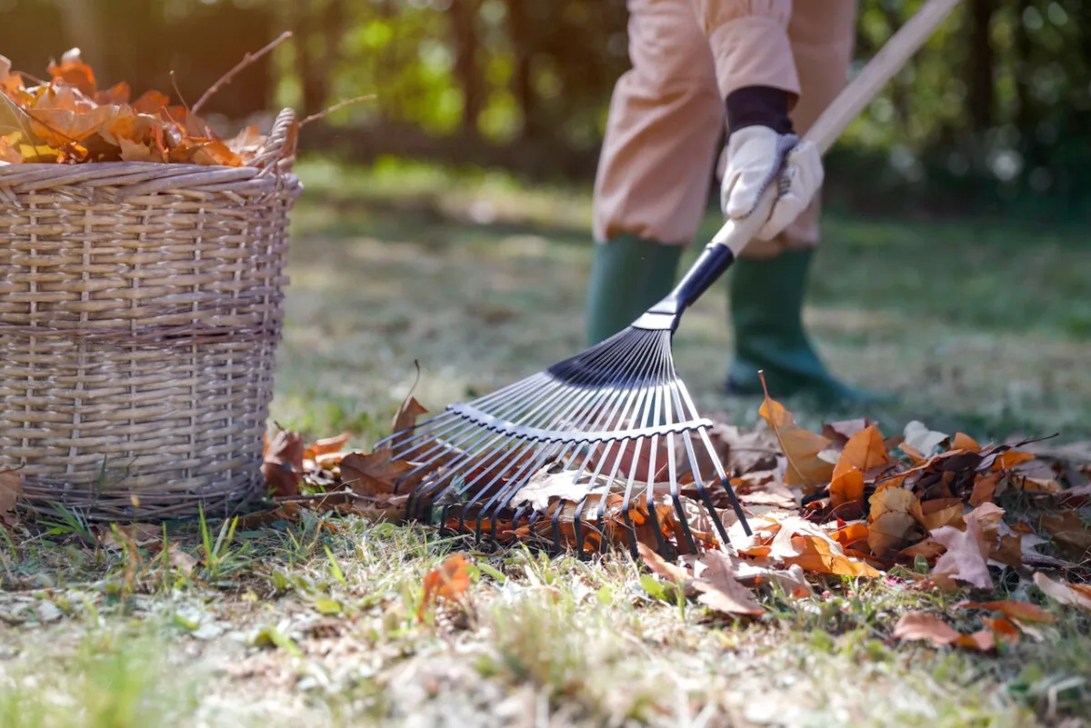 Someone raking leaves